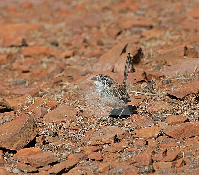 Short-tailed grasswren (Amytornis merrotsyi) standing on red rocky ground in Australia. stock-image by Agami/Pete Morris,