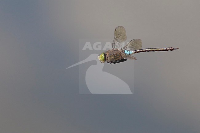 Vliegende imago Zuidelijke keizerlibel; Flying Adult Lesser Emperor stock-image by Agami/Fazal Sardar,