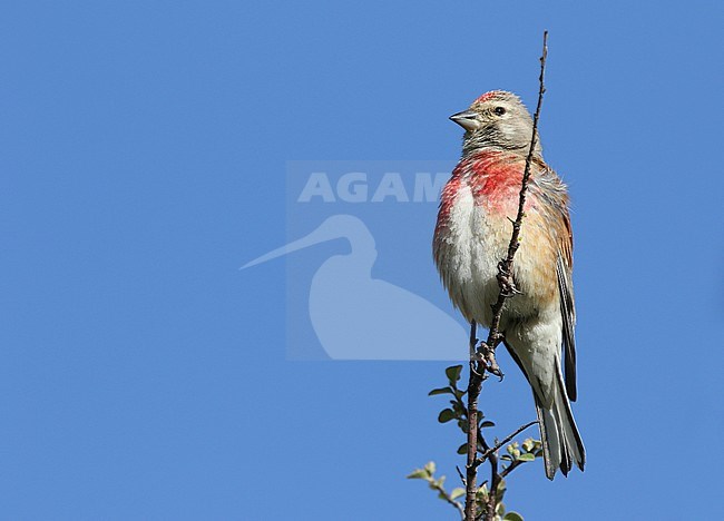 Kneu, Common Linnet, Carduelis cannabina ssp. bella stock-image by Agami/James Eaton,