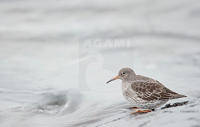 Purple Sandpiper (Calidris maritima) standing on a rock in the surf on Utö island in Finland during January. stock-image by Agami/Markus Varesvuo,