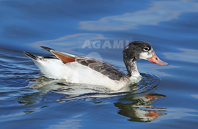 Juvenile Common Shelduck (Tadorna tadorna) at Hyères - France. Swimming, seen from the side. stock-image by Agami/Aurélien Audevard,