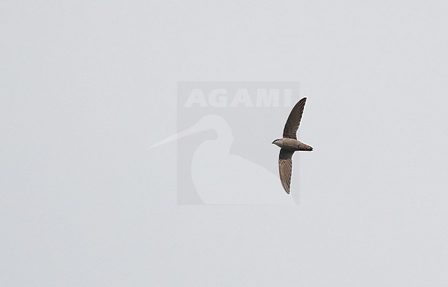 Chimney Swift, Chaetura pelagica, Miami, Florida, USA stock-image by Agami/Helge Sorensen,