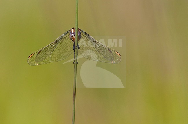 Imago Beekoeverlibel; Adult Keeled Skimmer stock-image by Agami/Fazal Sardar,