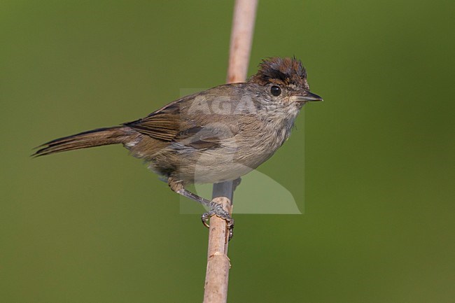 Onvolwassen mannetje Zwartkop; Immature male Eurasian Blackcap stock-image by Agami/Daniele Occhiato,