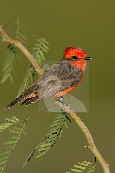 Adult male Vermilion Flycatcher, Pyrocephalus obscurus
Riverside Co., CA stock-image by Agami/Brian E Small,