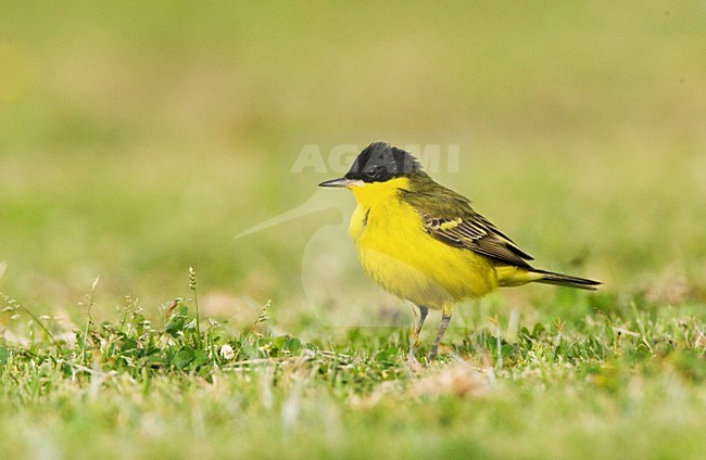 Balkankwikstaart volwassen; Black-headed Wagtail adult stock-image by Agami/Marc Guyt,