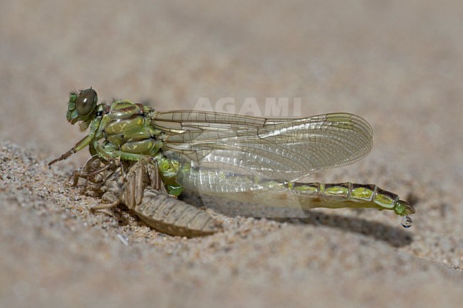 Uitsluipende Rivierrombout; Emerging Yellow-legged Clubtail stock-image by Agami/Arie Ouwerkerk,