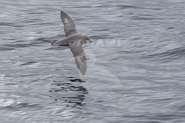 Blue morph Atlantic Northern Fulmar (Fulmarus glacialis glacialis) flying over the Greenland Sea. stock-image by Agami/Vincent Legrand,