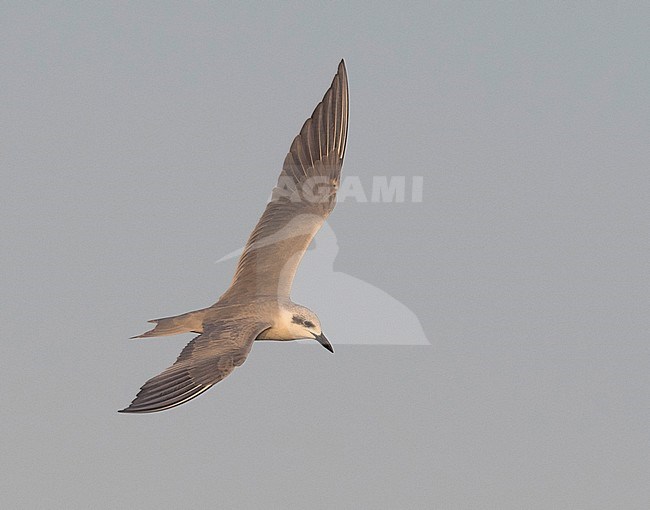 Winter plumaged Gull-billed Tern (Gelochelidon nilotica) in flight, view above. Oman stock-image by Agami/Markku Rantala,