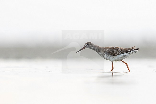 Common Redshank - Rotschenkel - Tringa totanus ssp. totanus, Germany, juvenile stock-image by Agami/Ralph Martin,