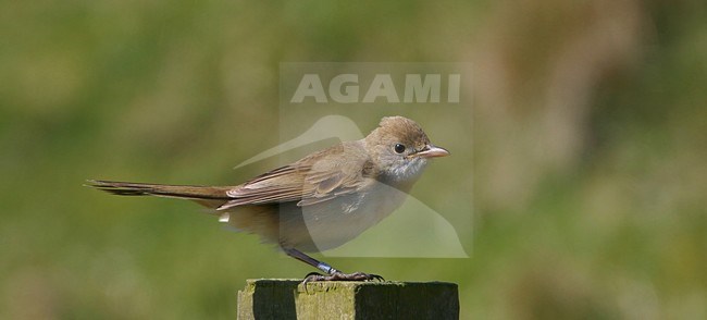  stock-image by Agami/Hugh Harrop,