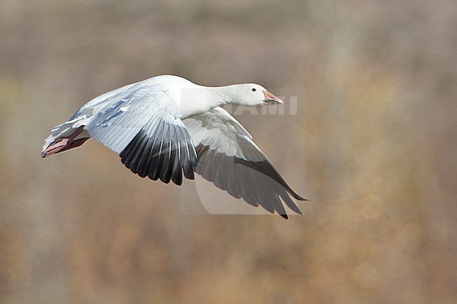 Snow Goose (Chen caerulescens) flying at the Bosque del Apache wildlife refuge near Socorro, New Mexico, USA. stock-image by Agami/Glenn Bartley,