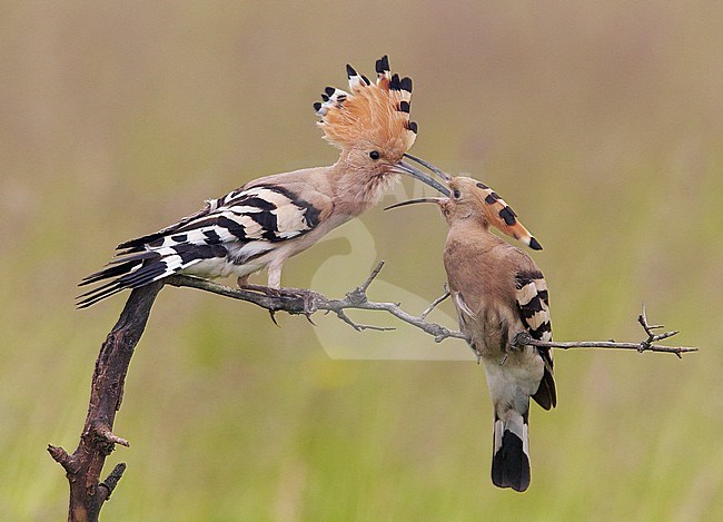 Hoopoe attemp to mate, Hungary May 2016 stock-image by Agami/Markus Varesvuo,