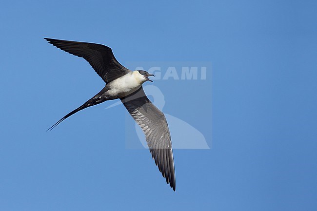 Adult Long-tailed Skua (Stercorarius longicaudus) in flight against blue sky as background on Seward Peninsula, Alaska, United States during spring. stock-image by Agami/Brian E Small,