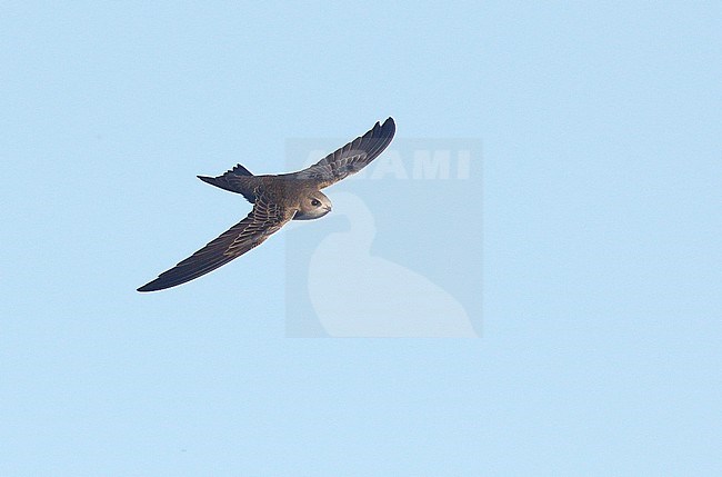 First-winter Pallid Swift (Apus pallidus), Cromer, Norfolk, England, during late autumn. stock-image by Agami/Steve Gantlett,