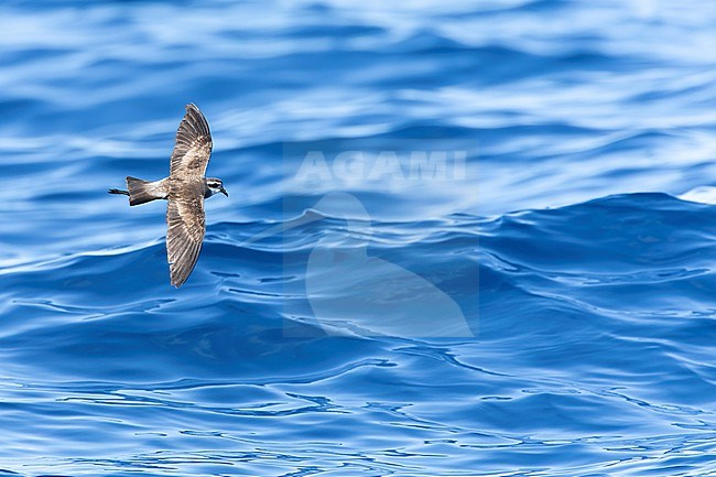 Latham's Storm Petrel (Pelagodroma (marina) maoriana) flying over the pacific ocean off North Island, New Zealand. stock-image by Agami/Marc Guyt,