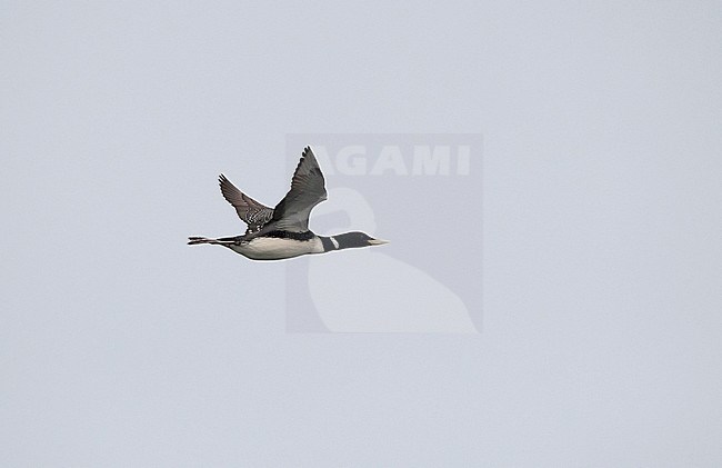 An adult Yellow-billed Diver (Gavia adamsii) on migration over the Barents Sea, Norway stock-image by Agami/Markku Rantala,