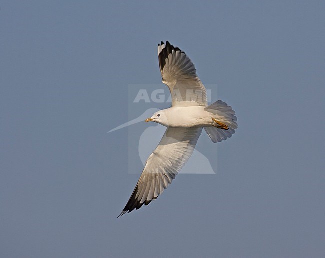 Common Gull adult flying; Stormmeeuw volwassen vliegend stock-image by Agami/Markus Varesvuo,