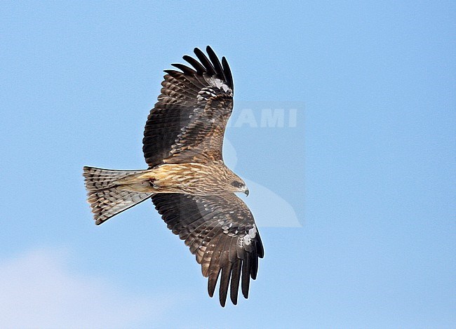 Black-eared Kite (Milvus lineatus) in flight against blue sky in Japan. stock-image by Agami/Pete Morris,