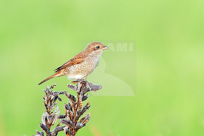 Grauwe Klauwier zittend op tak; Red-backed Shrike perched on branch stock-image by Agami/Menno van Duijn,