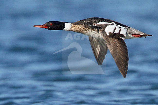 Red-breasted Merganser (Mergus serrator) flying in Churchill, Manitoba, Canada. stock-image by Agami/Glenn Bartley,