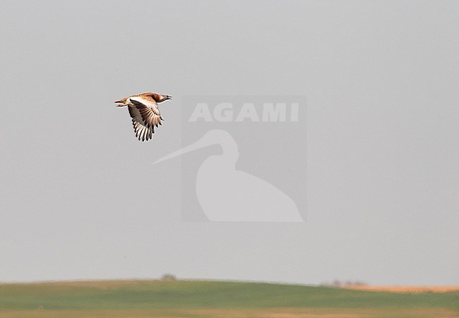 Big male Great Bustard (Otis tarda) in flight over Lagunas de Villafáfila nature reserve in Spain. Showing upper wing. stock-image by Agami/Marc Guyt,