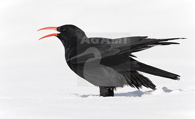 Alpenkraai in de sneeuw; Red-billed Chough in the snow stock-image by Agami/Markus Varesvuo,