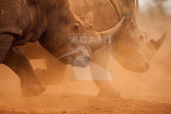 Witte neushoorn, White Rhinoceros, Ceratotherium simum stock-image by Agami/Bence Mate,