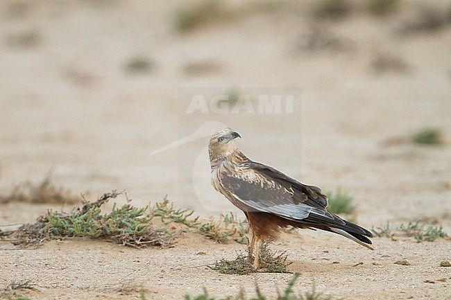 Western Marsh Harrier - Rohrweihe - Circus aeruginosus ssp. aeruginosus, Oman, adult male stock-image by Agami/Ralph Martin,