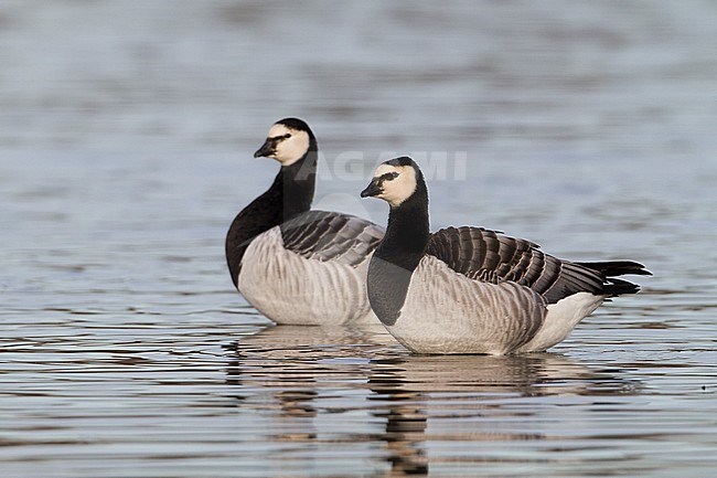 Barnacle Goose - Nonnengans - Branta leucopsis, Germany, adult stock-image by Agami/Ralph Martin,