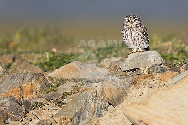Little Owl - Steinkauz - Athene noctua vidalii, Spain, adult, male stock-image by Agami/Ralph Martin,