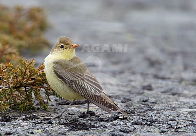 Spotvogel op de grond; Icterine Warbler on the ground stock-image by Agami/Markus Varesvuo,