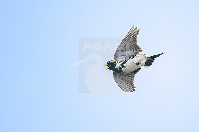 Displaying male Lapland Bunting (Calcarius lapponicus) in breeding plumage arctic Norway. stock-image by Agami/Sylvain Reyt,