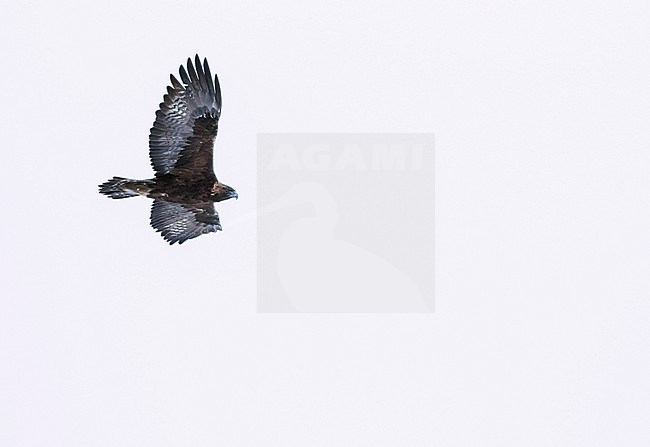 Golden Eagle - Steinadler - Aquila chrysaetos ssp. chrysaetos, Switzerland, adult stock-image by Agami/Ralph Martin,