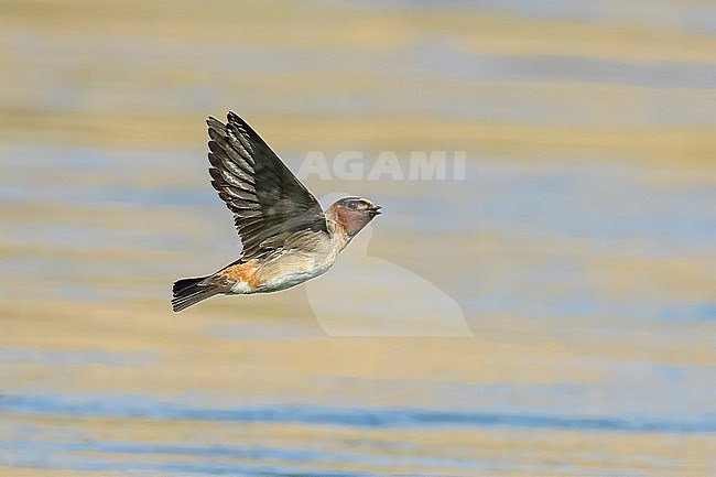 American Cliff Swallow (Petrochelidon pyrrhonota) in flight, low over water surface in North America. stock-image by Agami/Brian E Small,