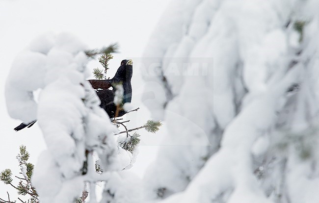 Auerhoen, Western Capercaillie stock-image by Agami/Markus Varesvuo,