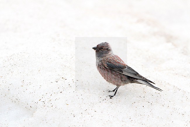Adult Asian Rosy Finch (Leucosticte arctoa) standing on snow in Mongolia during a cold spring. stock-image by Agami/James Eaton,