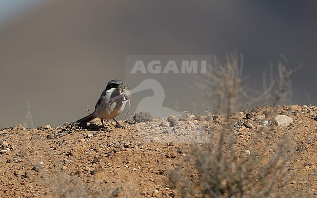 Great Grey Shrike (Lanius excubitor koenigi) with mouse at Fuerteventura, Canary Islands, Spain stock-image by Agami/Helge Sorensen,