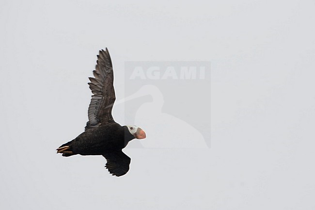 Kuifpapegaaiduiker in de vlucht; Tufted Puffin in flight stock-image by Agami/Martijn Verdoes,