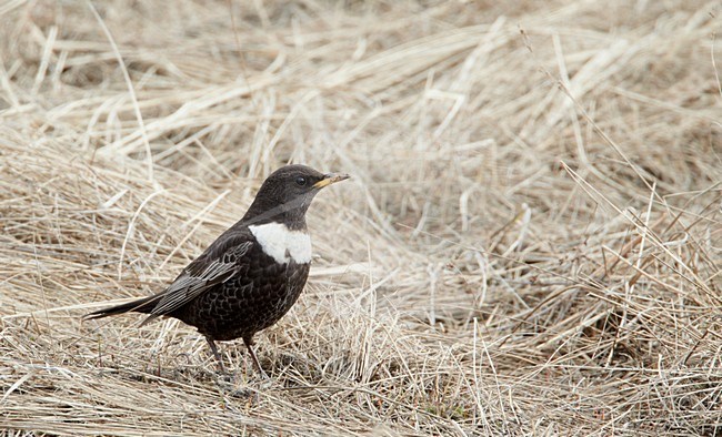 Mannetje Beflijster; Male Ring Ouzel stock-image by Agami/Markus Varesvuo,