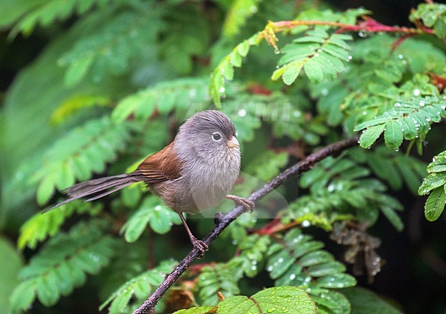 Grey-headed parrotbill (Paradoxornis gularis) in China. stock-image by Agami/Pete Morris,