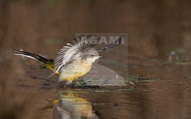 Grey Wagtail (Motacilla cinerea cinerea) a 2cy bird showing underwing in winter setting at Roskilde, Denmark stock-image by Agami/Helge Sorensen,