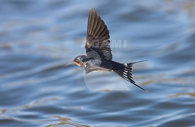 Boerenzwaluw vliegend boven water; Barn Swallow flying over water stock-image by Agami/Jari Peltomäki,