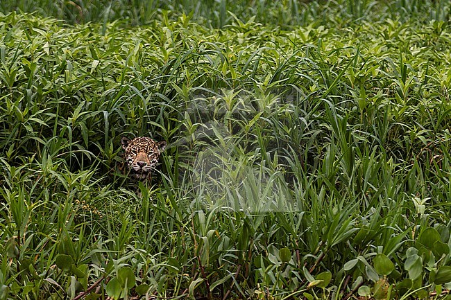 A Jaguar, Panthera onca, hiding in tall grass along the Cuiaba River. Mato Grosso Do Sul State, Brazil. stock-image by Agami/Sergio Pitamitz,