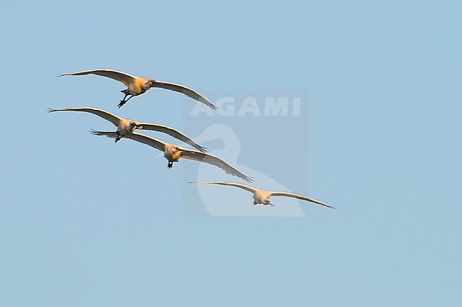 Eurasian Spoonbill (Platalea leucorodia) in flight against a blue sky as background in Hungary. stock-image by Agami/Ralph Martin,