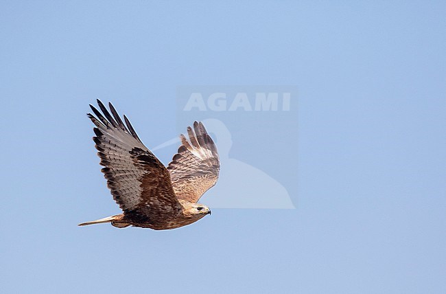 Long-legged Buzzard (Buteo rufinus) in flight stock-image by Agami/Pete Morris,