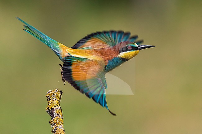 Bijeneter in vlucht; Bee-eater in flight stock-image by Agami/Daniele Occhiato,