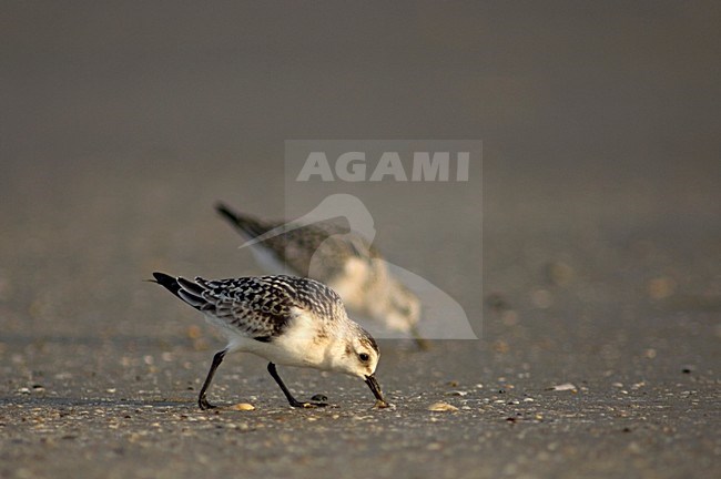 Drieteenstrandloper onvolwassen foeragerend Nederland, Sanderling immature foraging Netherlands stock-image by Agami/Wil Leurs,