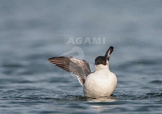 Little Auk (Alle alle) swimming in the harbor of Vlieland, Netherlands. stock-image by Agami/Marc Guyt,