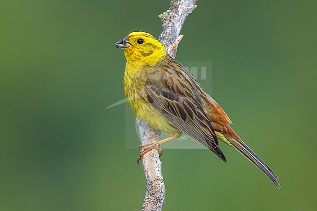 Male Yellowhammer (Emberiza citrinella) adult in France. stock-image by Agami/Daniele Occhiato,